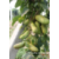 High Quality Rare Fruit Tree Seeds For Planting Holboellia latifolia Wall Seeds